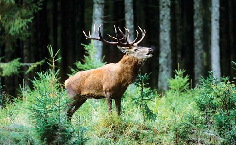 dachigam-national-park3 dachigam-national-park3