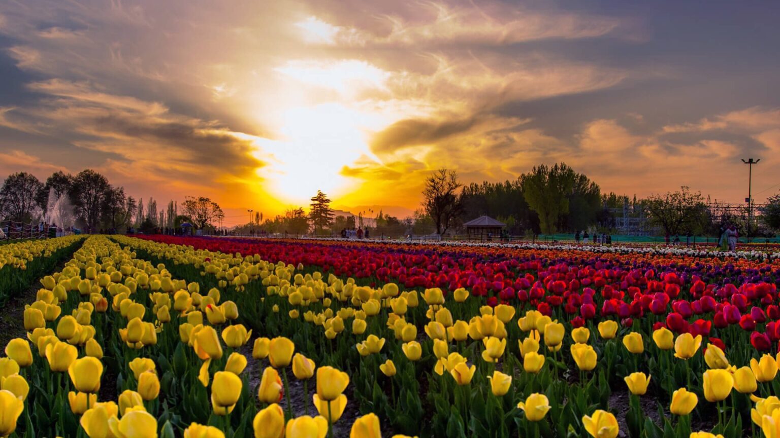 tulip-festival-1536×864 Taxi In Srinagar
