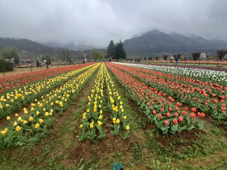tulip garden