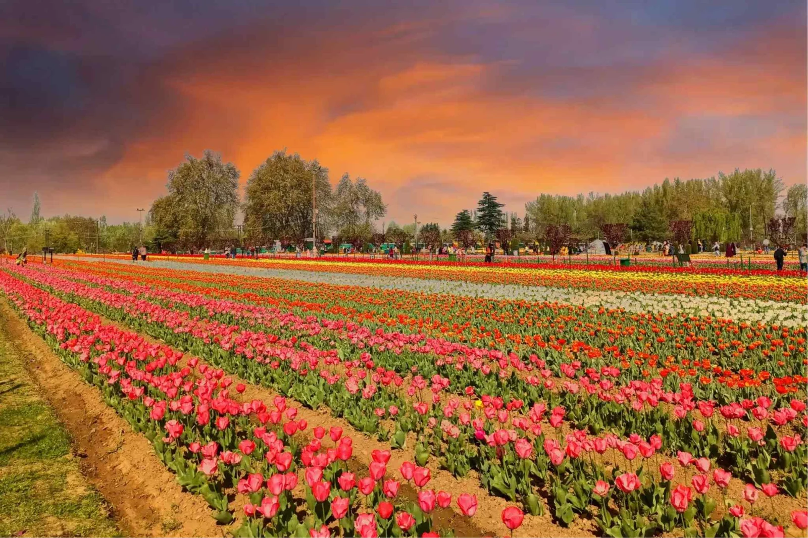 Tulip-Garden-Tickets