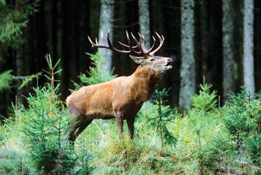 Taxi Service in Srinagar- Dachigam National Park